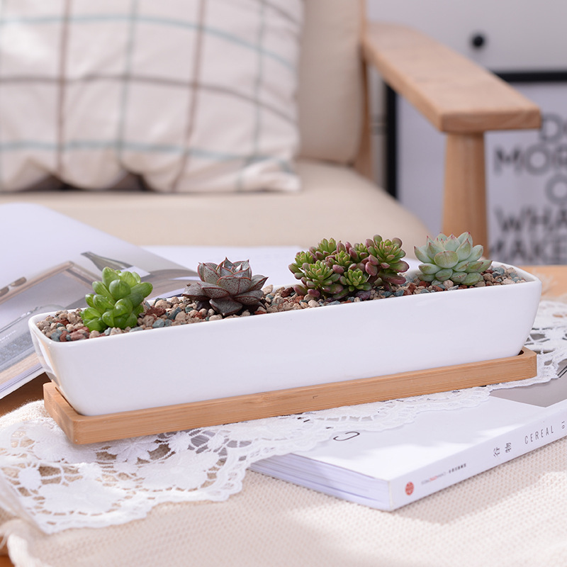 Desk Setup Green - Pot de jardinière succulente en céramique