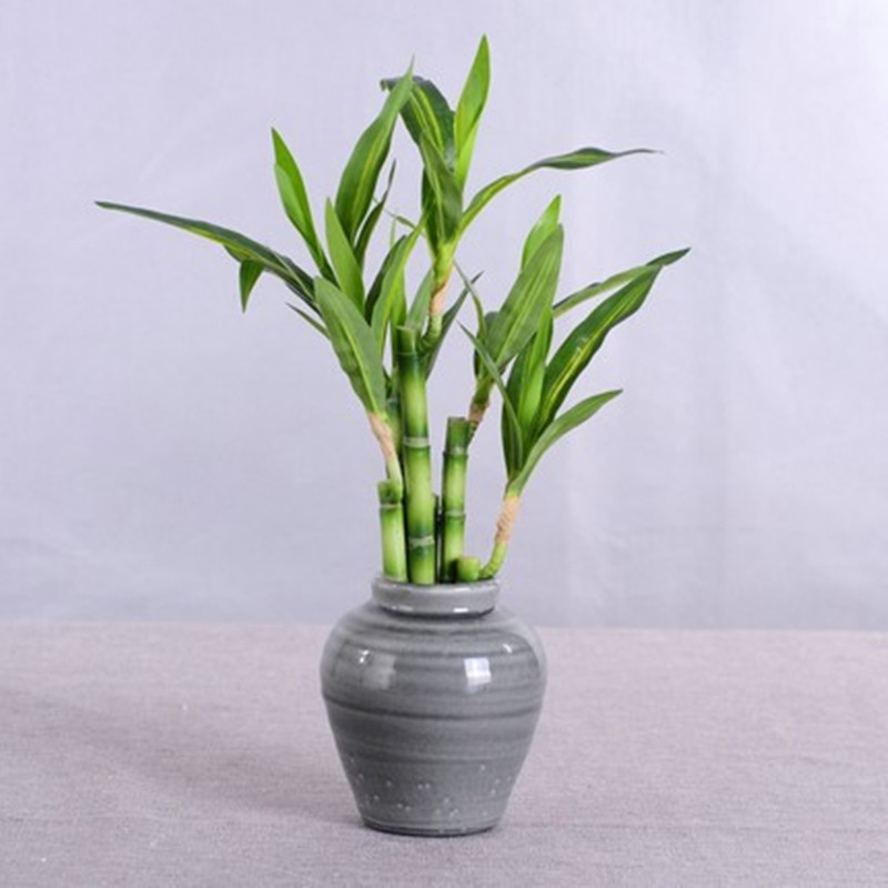 Nouveau 40cm rFtificial chance - Desk Setup Green avis et prix