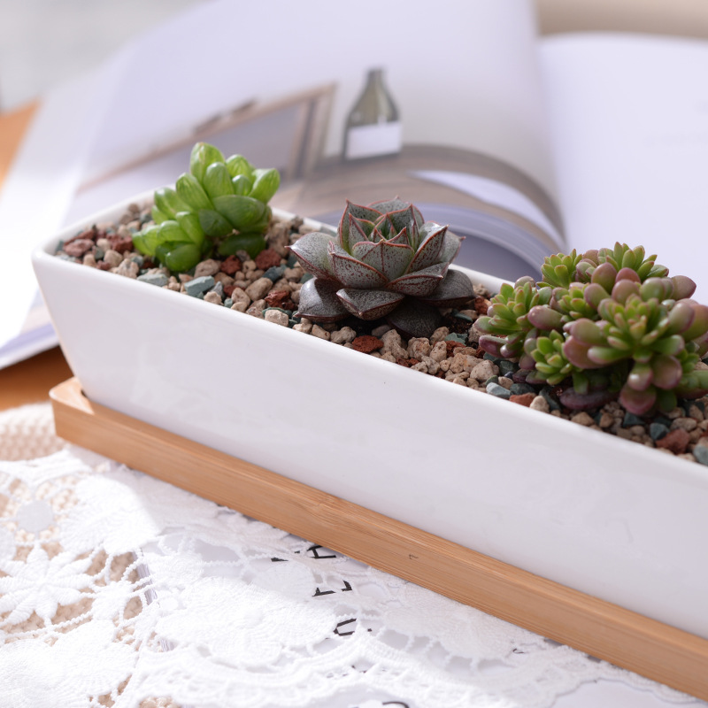Pot de jardinière succulente e - Desk Setup Green avis et prix