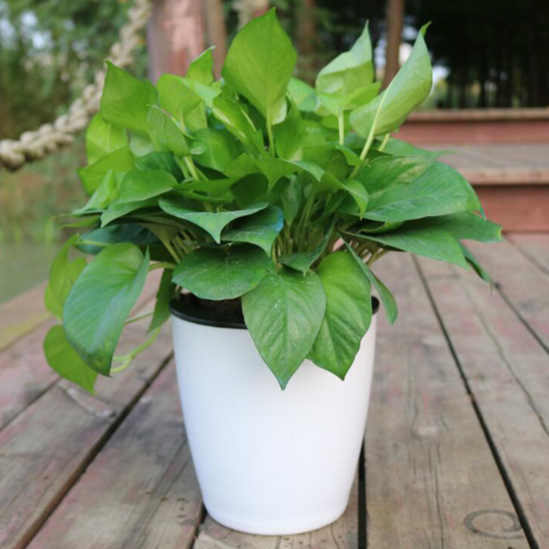 Pot de fleurs automatique Lazy - Desk Setup Green avis et prix
